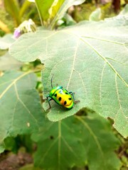 Green and golden ladybird in a leaf