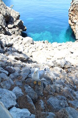 Sea gull in Gulf of Port de Sa Calobra, Mallorca, Spain