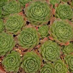 Alpine Succulent plants