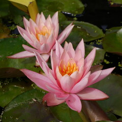 pink water lily