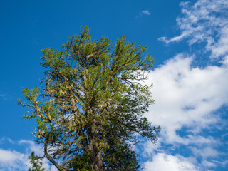 Fototapeta premium Crown of an old cedar against the blue sky. Summer sunny day