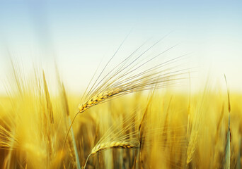 Yellow wheat spike in wheat field and blue sky