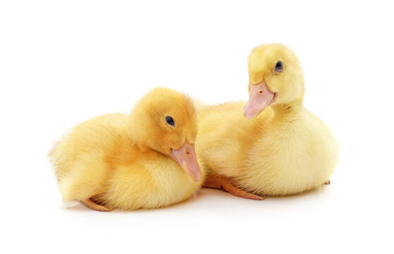 Two of small ducklings.