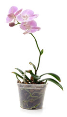 Naklejka na ściany i meble Pink orchid flowers.