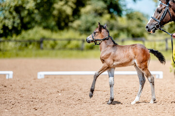 Crezy cute little foal running galloping in the horse show arena.