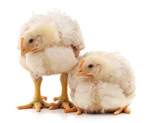 Two white chickens.