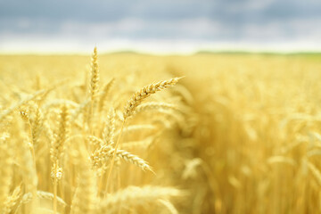 Yellow spikes of ripe wheat in the summer field and blue sky