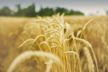 golden wheat field before harvesting