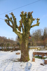 Trogne d'arbre sous la neige
