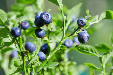 Bush of a ripe bilberry closeup.  Bush of berries growing in the woods