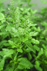 Fresh green Holy Basil, Healthy Food.