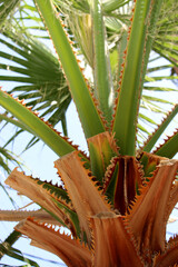 beautiful background on which a close-up of a brown trunk of a south exotic palm tree with spines and bright green leaves against the sky