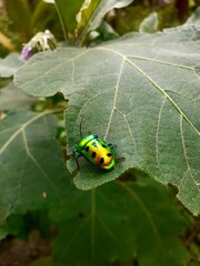 bug on leaf