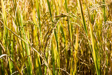 Rice plant at Pai Bamboo Bridge (Boon Ko Ku So) in Pai, Mae Hong Son Province, Thailand.