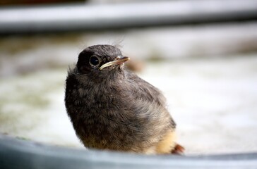Flügges Rotschwänzchen wartet auf die Fütterung bei Sonnenschein