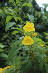 yellow flower in the garden