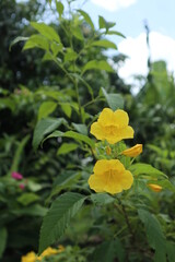 yellow flower in the garden