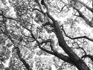 lumière et arbres noir et blanc