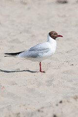 Black-headed gull (in german Lachmöwe) Chroicocephalus ridibundus