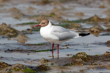 Black-headed gull (in german Lachmöwe) Chroicocephalus ridibundus