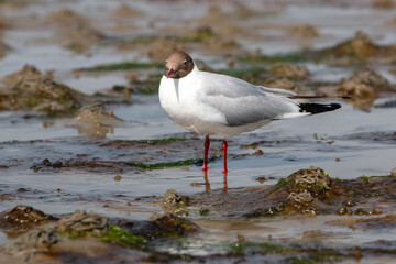 Black-headed gull (in german Lachmöwe) Chroicocephalus ridibundus