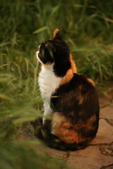 Tricolor cat sitting in summer garden, side view.