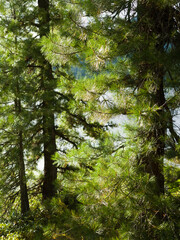 Fototapeta premium Cedars on the shore of a forest lake. Coniferous forests in the wild. Summer sunny day
