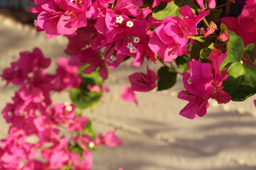beautiful background of a lush bush of bright pink flowering plants close-up of bougainvillea on a white or beige wall with a blurred background