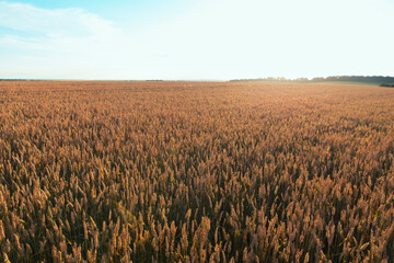 Wheat field and blue sky with sun.