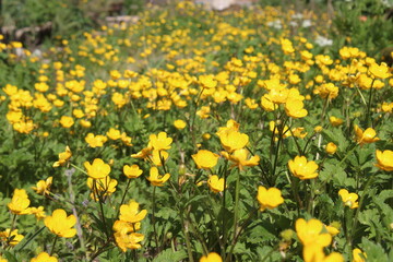 Floraison des renoncules (bouton d'or)