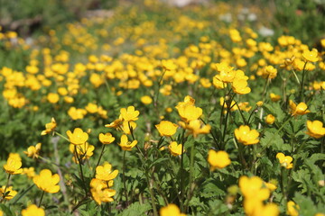 Obraz premium Floraison des renoncules (bouton d'or)