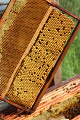 Cadre de couvain de ruche d'abeille, cadre &agrave; m&acirc;le, lute contre le varroa