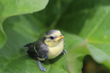 Jeune mésange sur feuille