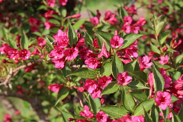 Fleurs de weigelia