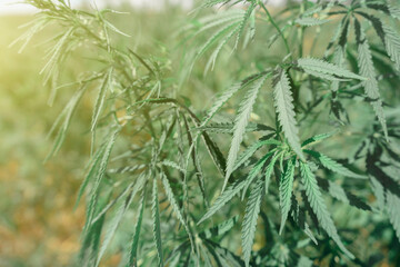 Large marijuana plantation, canabis bud