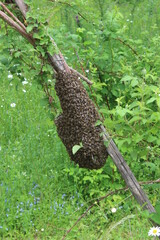 Petit essaim d'abeille en grappe