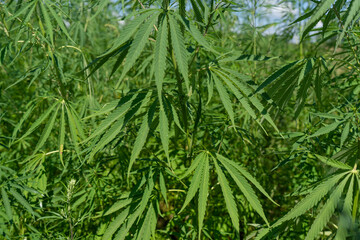 Large marijuana plantation, canabis bud