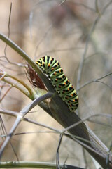 Chenille sur branche de fenouil