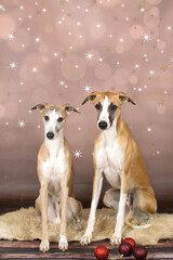 two english whippets posing in studio with christmas stars background