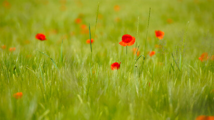 field of poppies