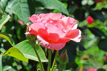 red garden rose in the rays of the bright sun. side view