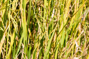 Fototapeta premium Rice plant at Pai Bamboo Bridge (Boon Ko Ku So) in Pai, Mae Hong Son Province, Thailand.