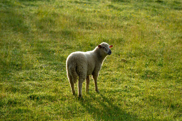 sheep in a meadow