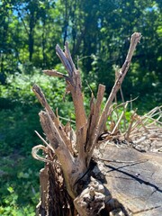 dry old tree branches in the forest