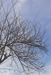 tree branches against blue sky background