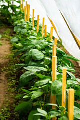 A row of green bushes of sweet pepper in a greenhouse.