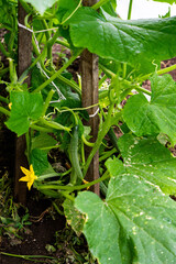 Green bush of cucumber with young cucumbers in a greenhouse.