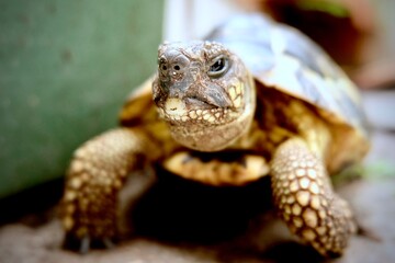 Turtle
