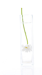 glass of water with flower