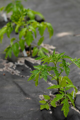 Young tomato plants in home garden. Planting own vegetables. Black garden weed control fabric on ground. Selective focus.